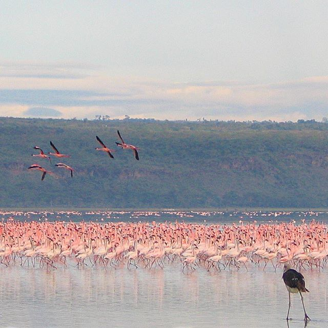 a-flock-of-wild-flamingos-and-a-single-african-marabou-feed-at-lake-nakuru-national-park-kenya_t20_a8W3l9