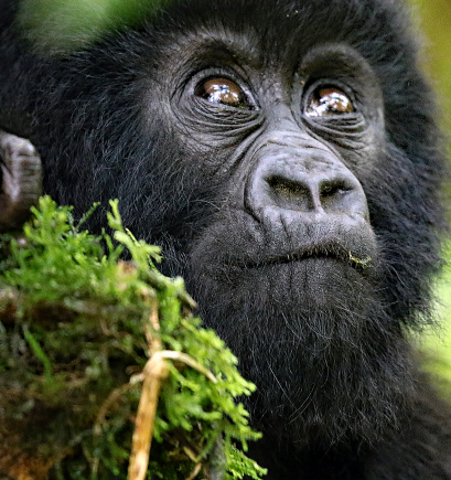 Silverback gorilla close encounter