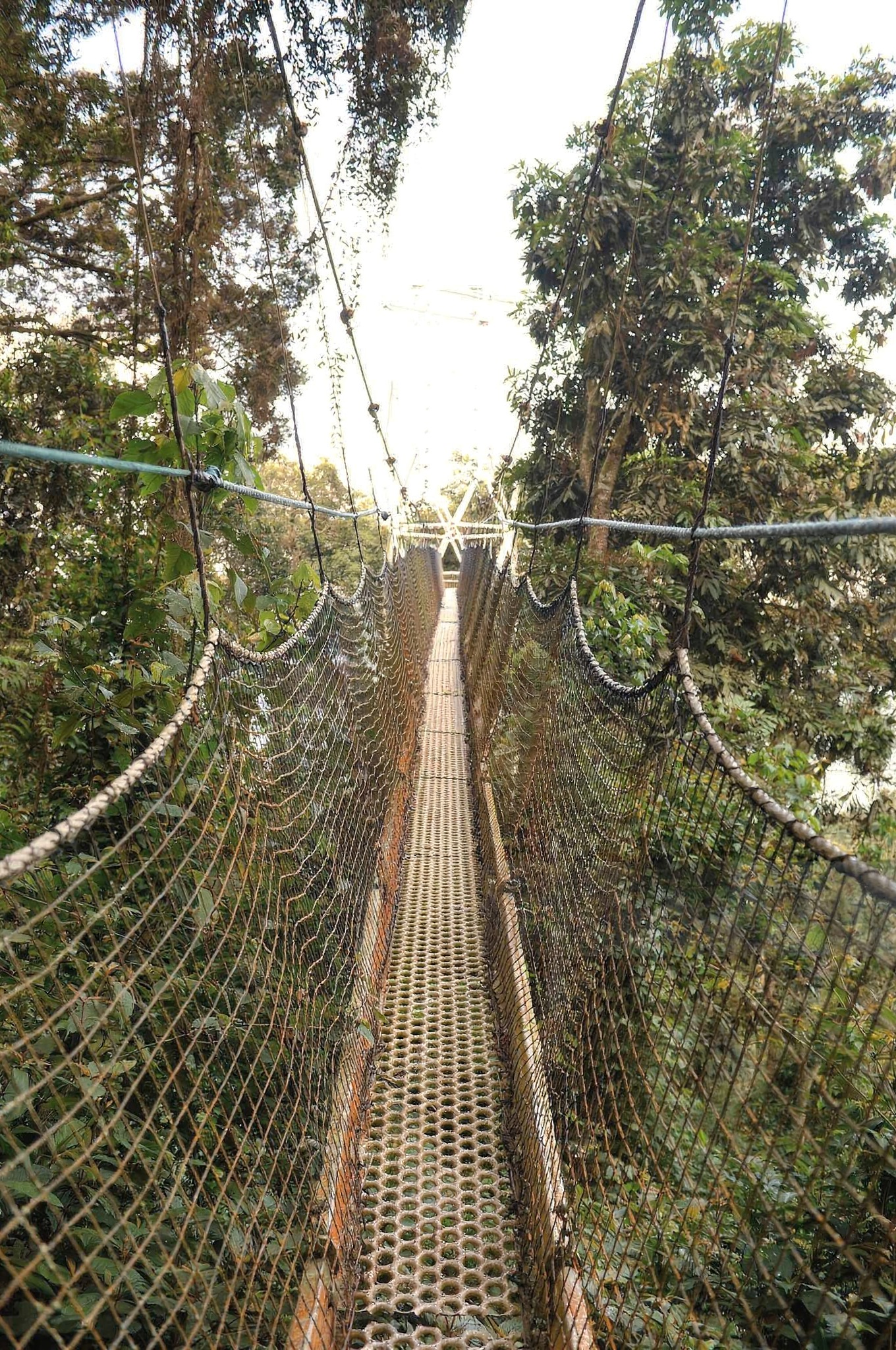Ancient rainforest canopy in Nyungwe