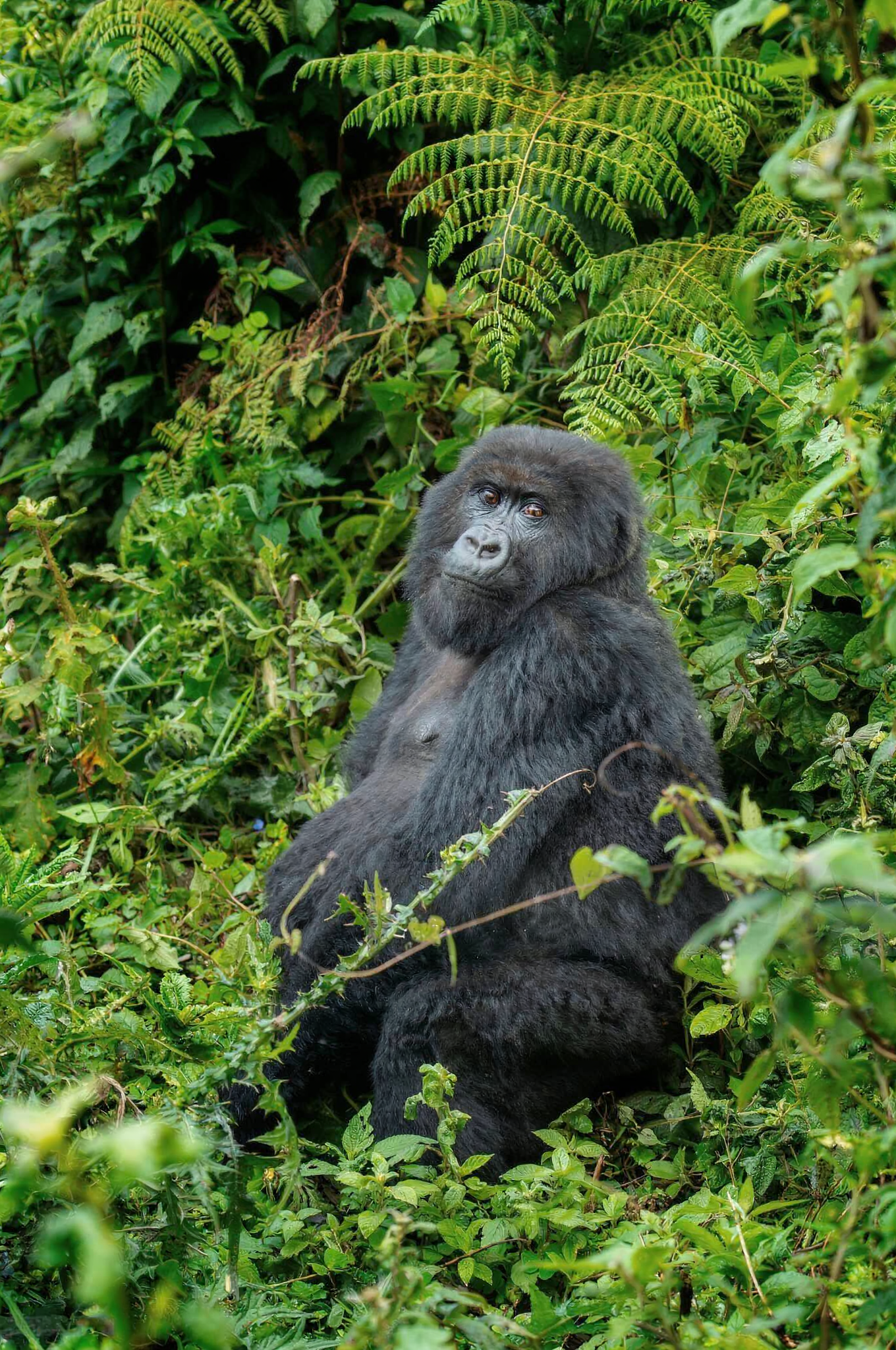Rwanda's quiet, resilient countryside
