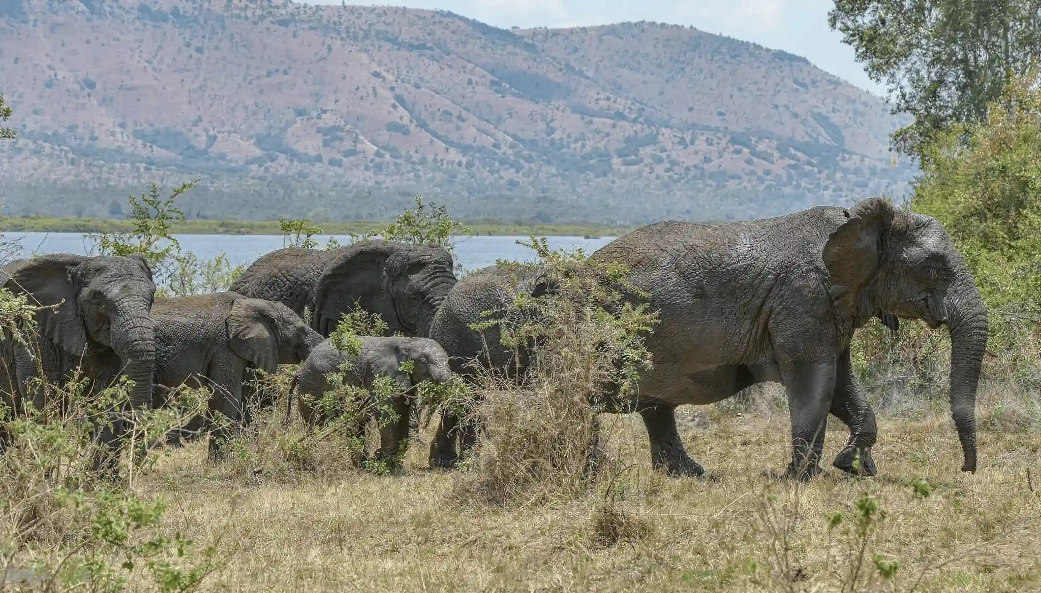 Protected landscape of Akagera National Park
