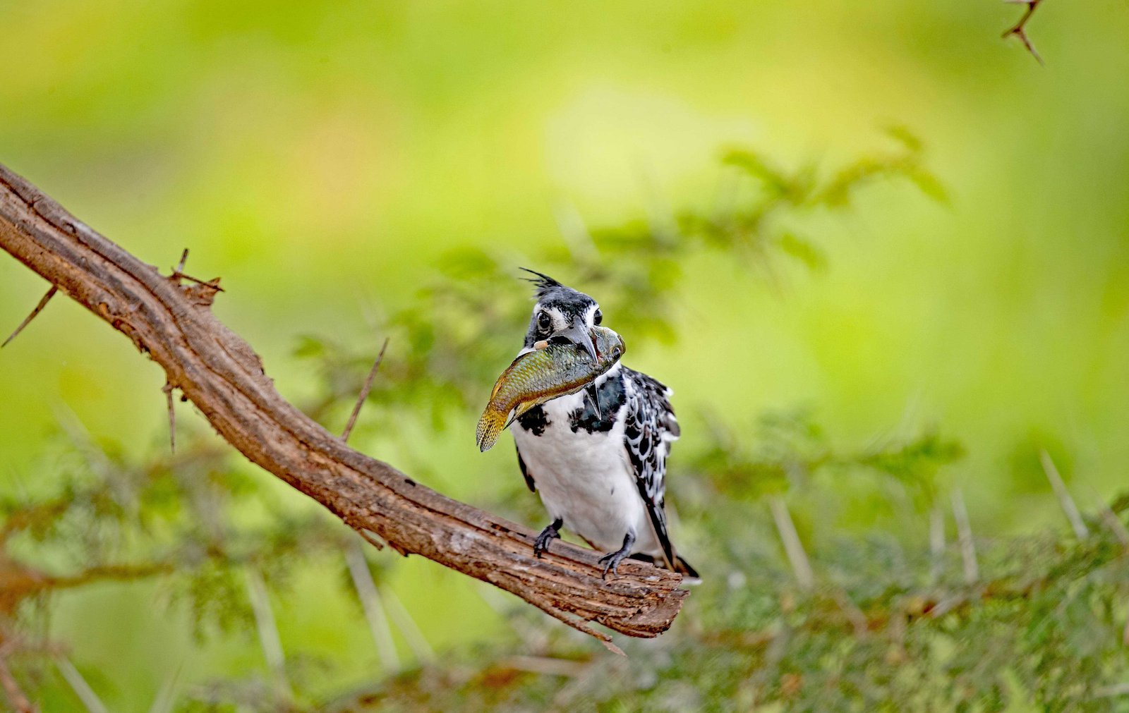 Southern Birds