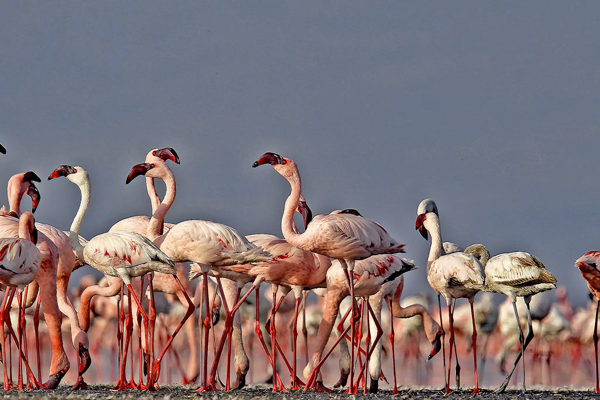 Nakuru flamingo lake