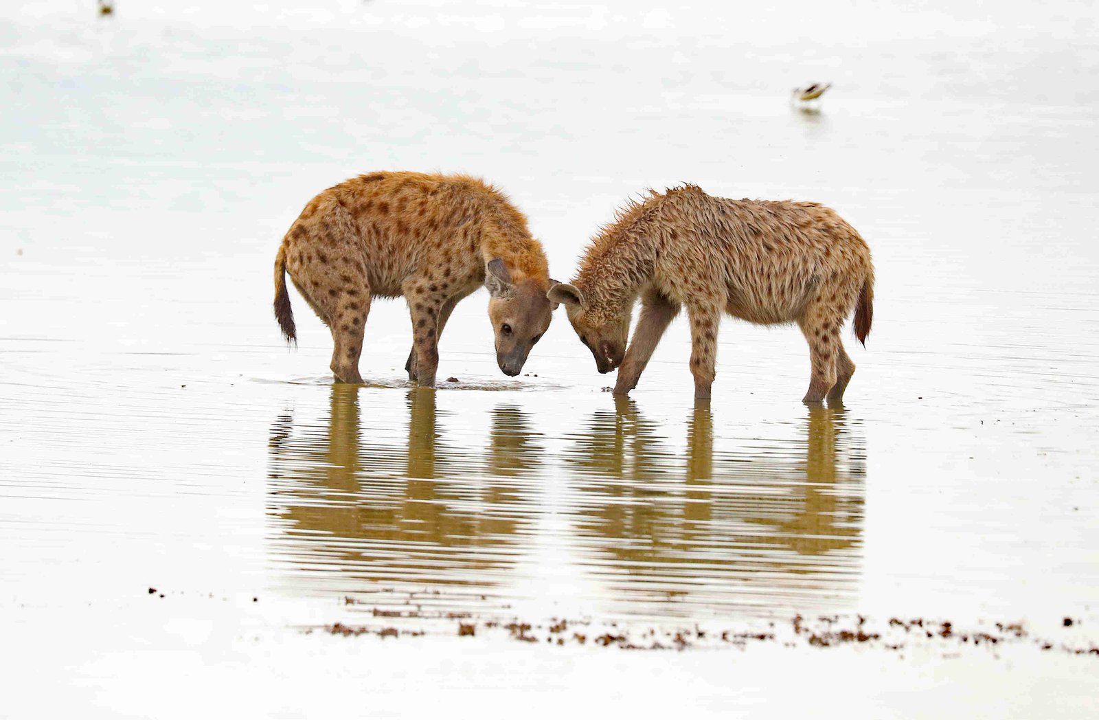 Ngorongoro Hyenas