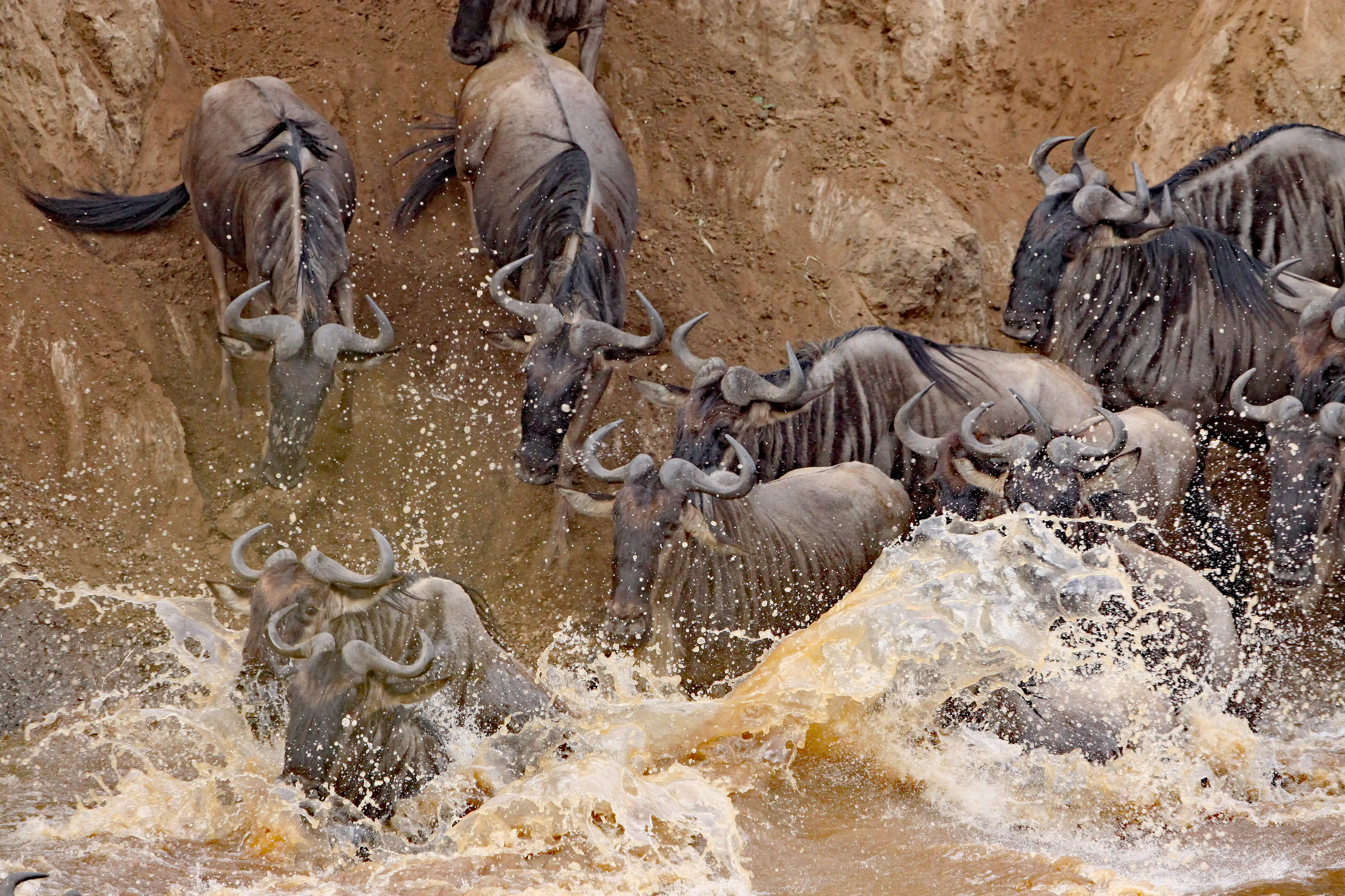 Wildbeast crossing