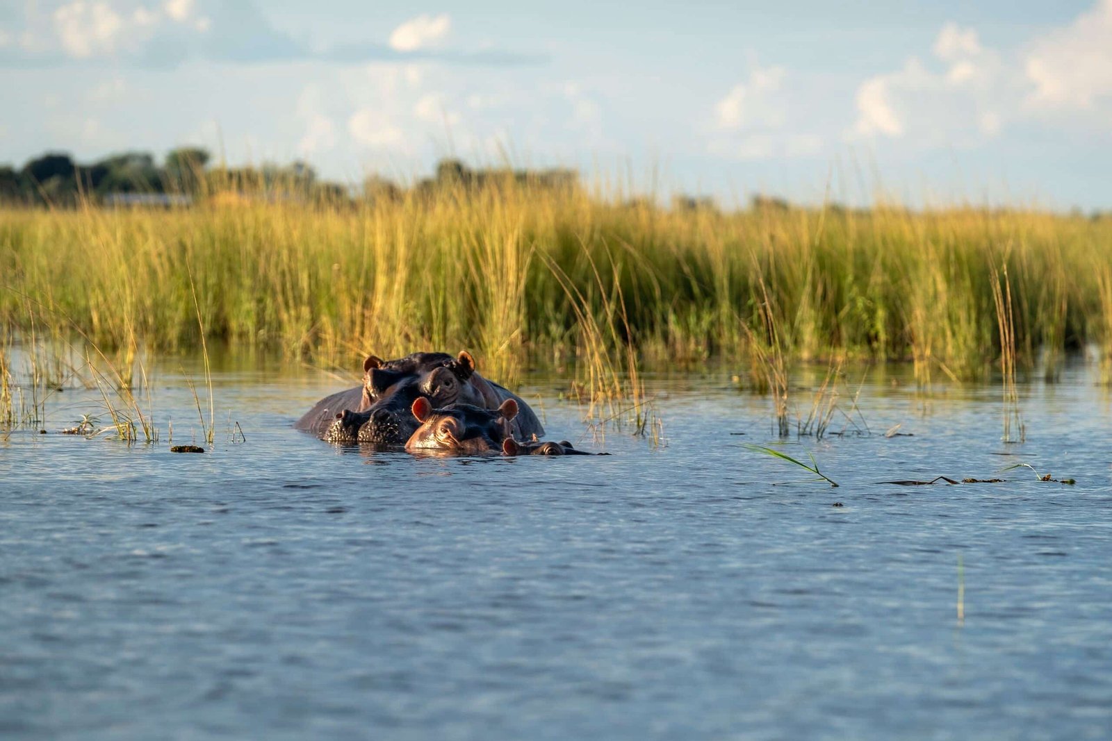 Botswana wilderness