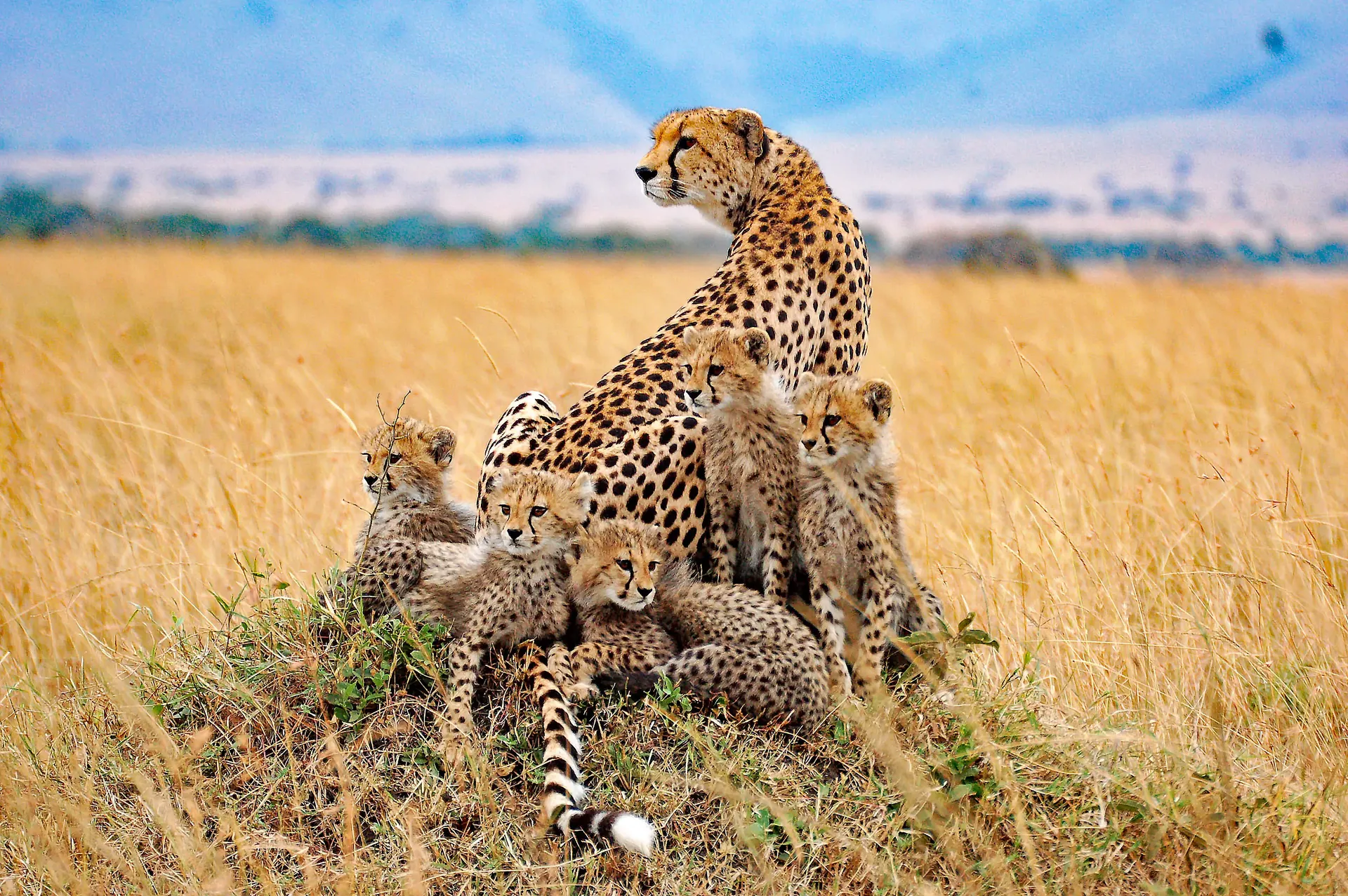 Featured Destination - Kenya Safari