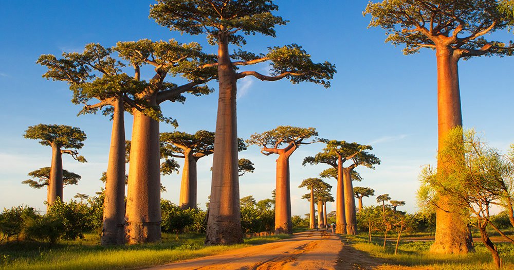 Giant baobab trees lining the Avenue of the Baobabs near Morondava