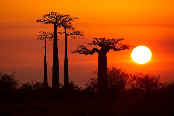 Baobab trees silhouetted against a Madagascar sunset