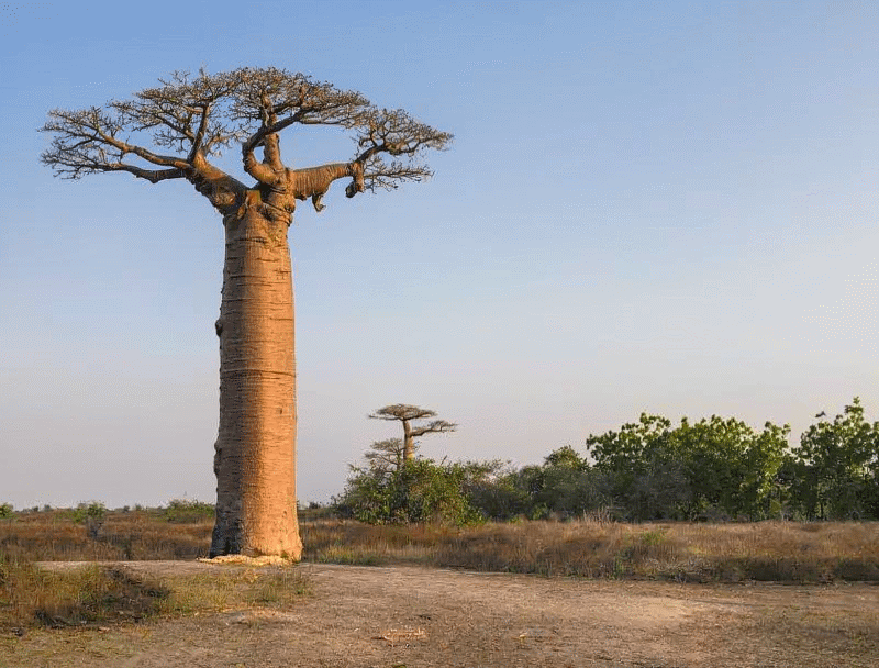 Close-up of massive baobab trunks near Morondava