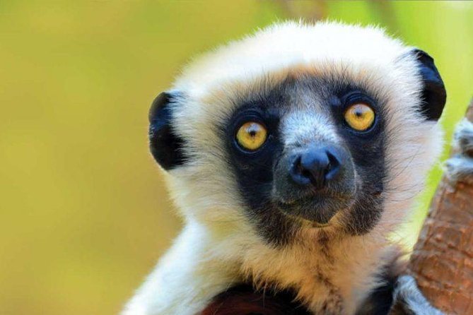 Indri lemur calling in the mist of Andasibe