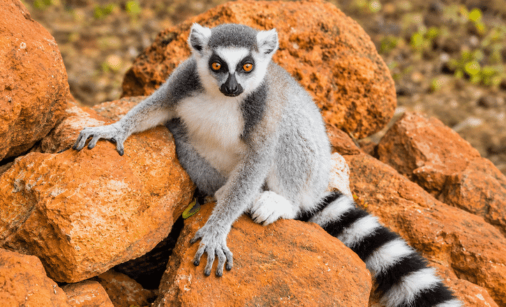 Ring-tailed lemur resting on a rock in Madagascar