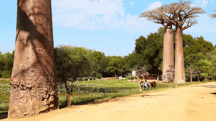 Rural road winding through the Madagascar countryside