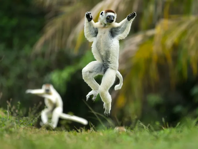 Dancing sifaka lemur crossing open ground