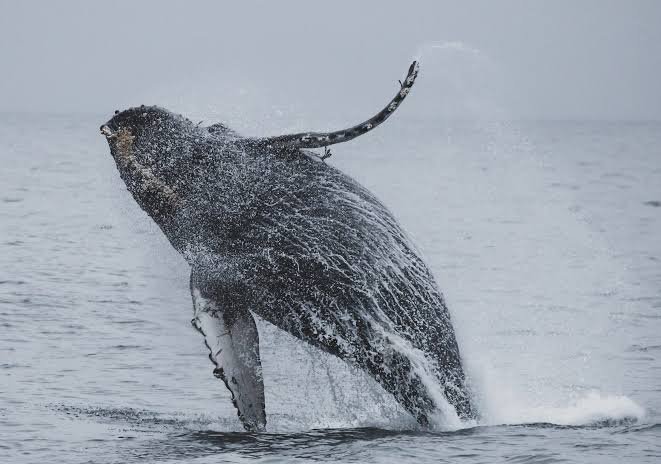 Humpback whale breaching off the Madagascar coast