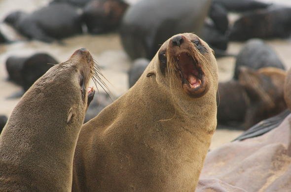 Colony of Cape fur seals on the Skeleton Coast
