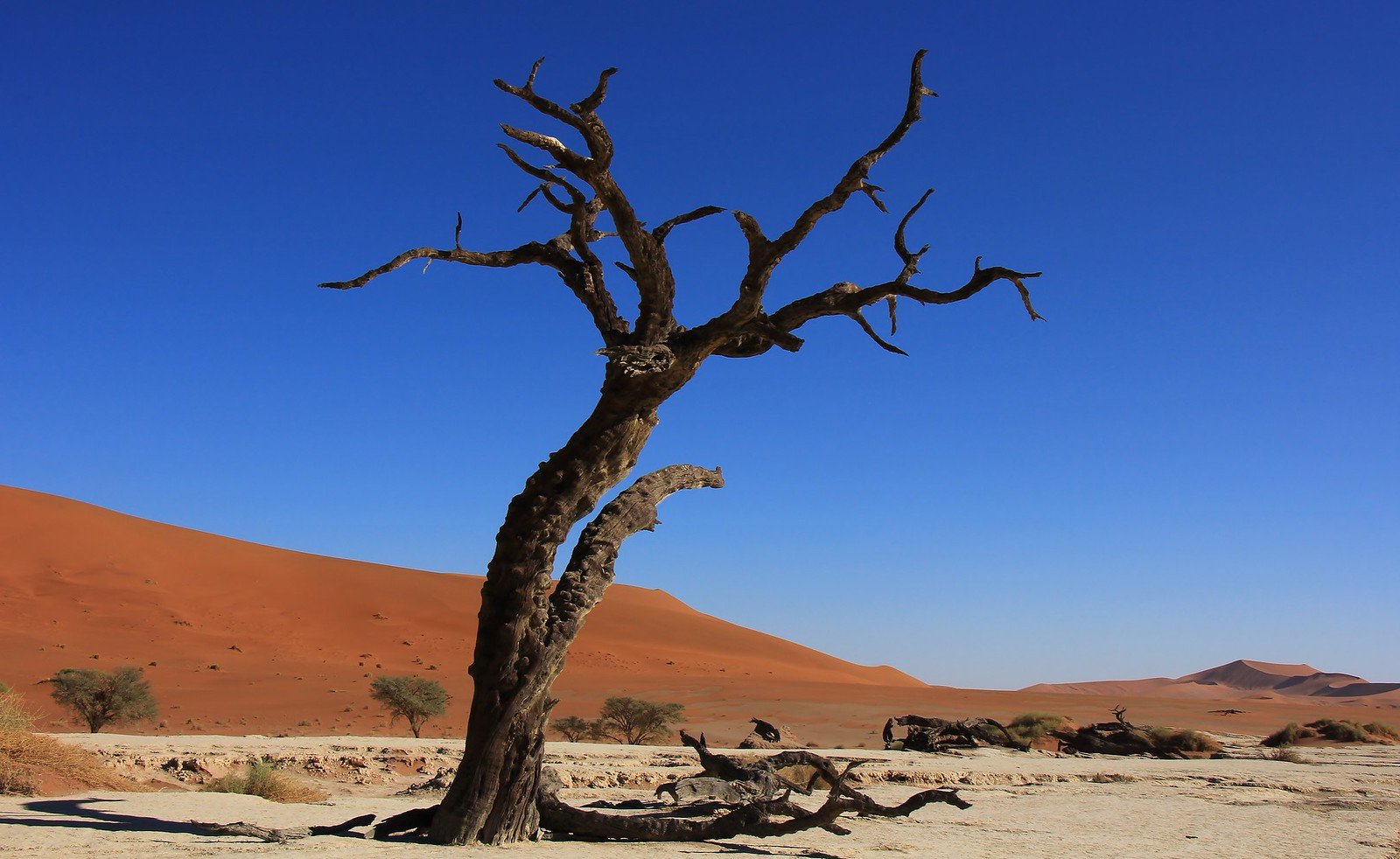 Dead camel thorn trees in the white clay pan of Deadvlei