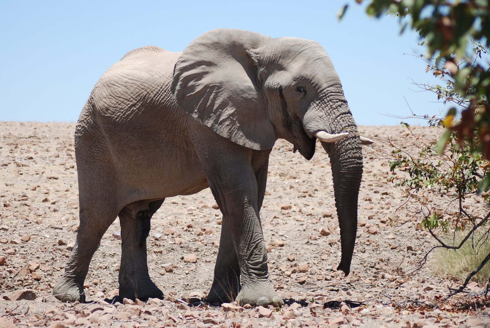 Desert-adapted elephant in a dry Namibian riverbed