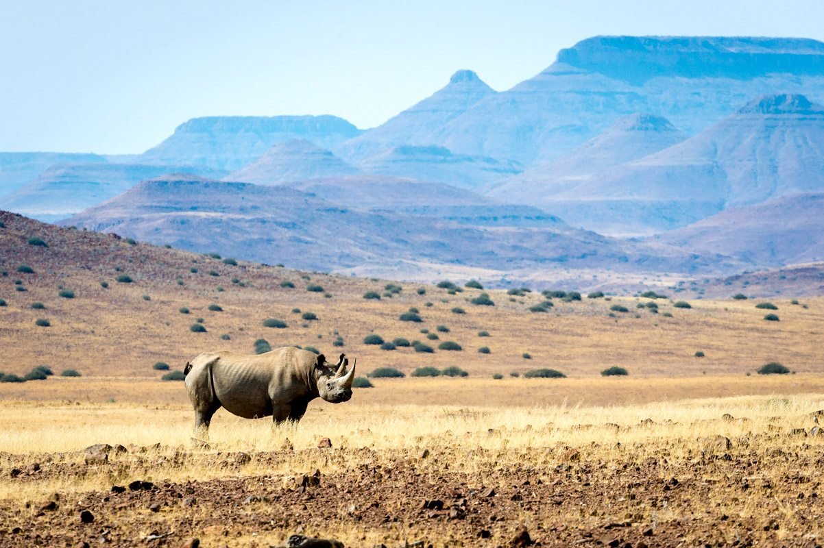 Tracking desert rhino on foot in Damaraland