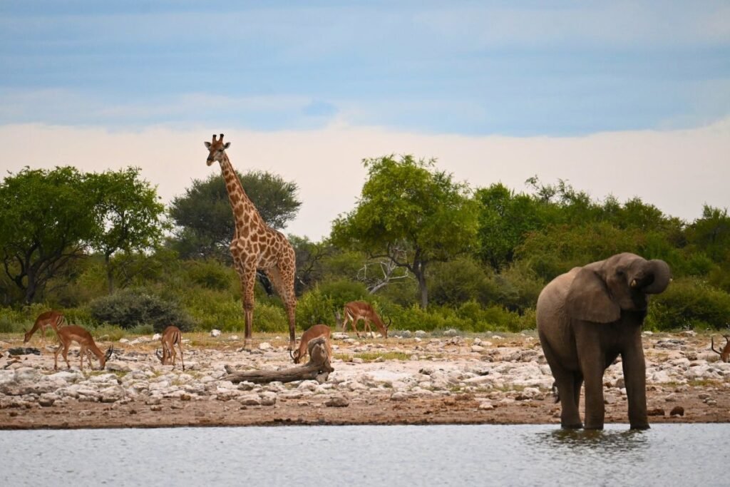 Elephants and giraffes gathered at an Etosha waterhole