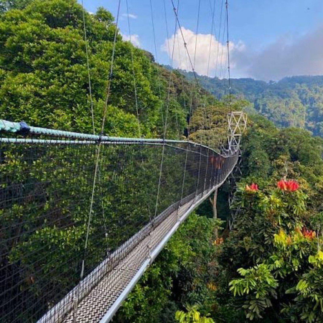 Ancient rainforest canopy in Nyungwe