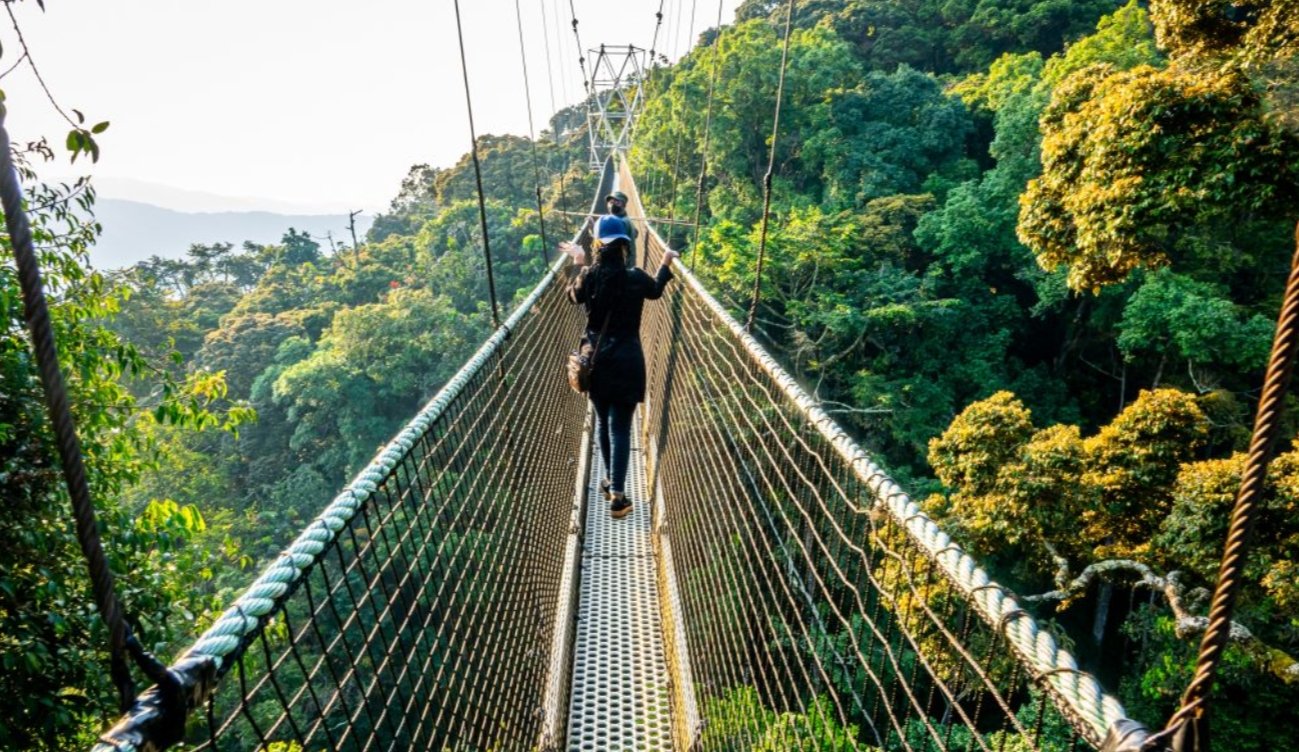 Nyungwe's dense forest cover