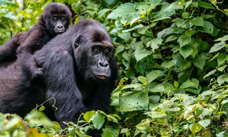 Bamboo forest of the Virunga Massif