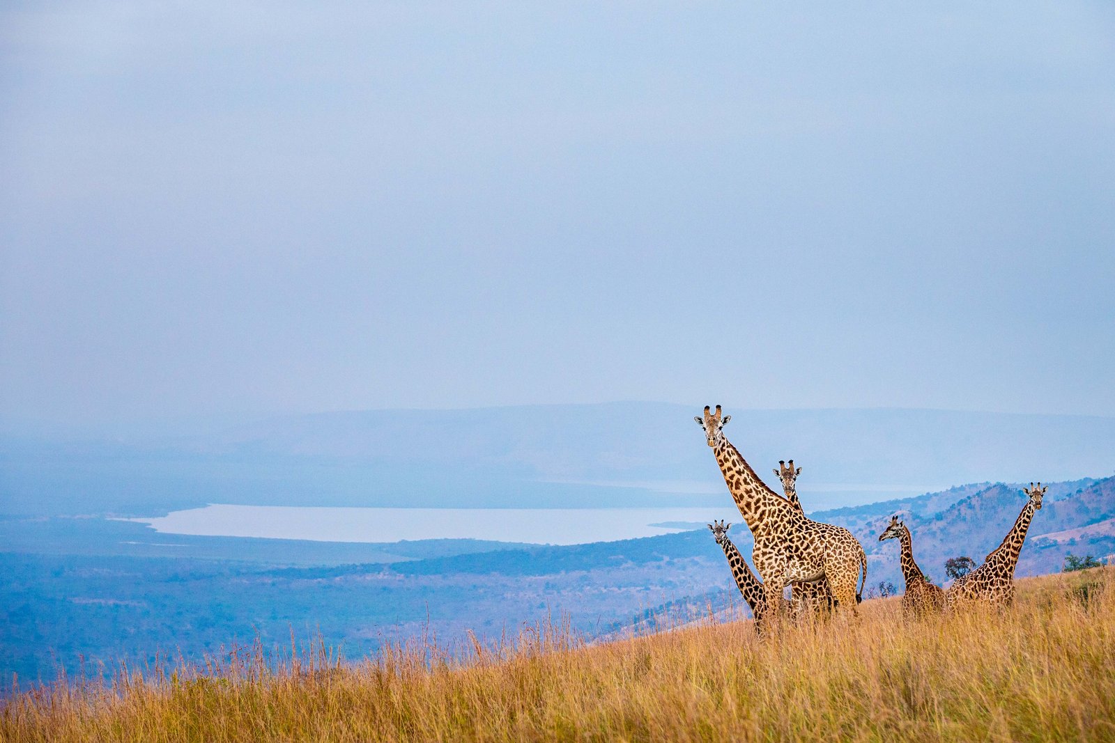 Protected landscape of Akagera National Park