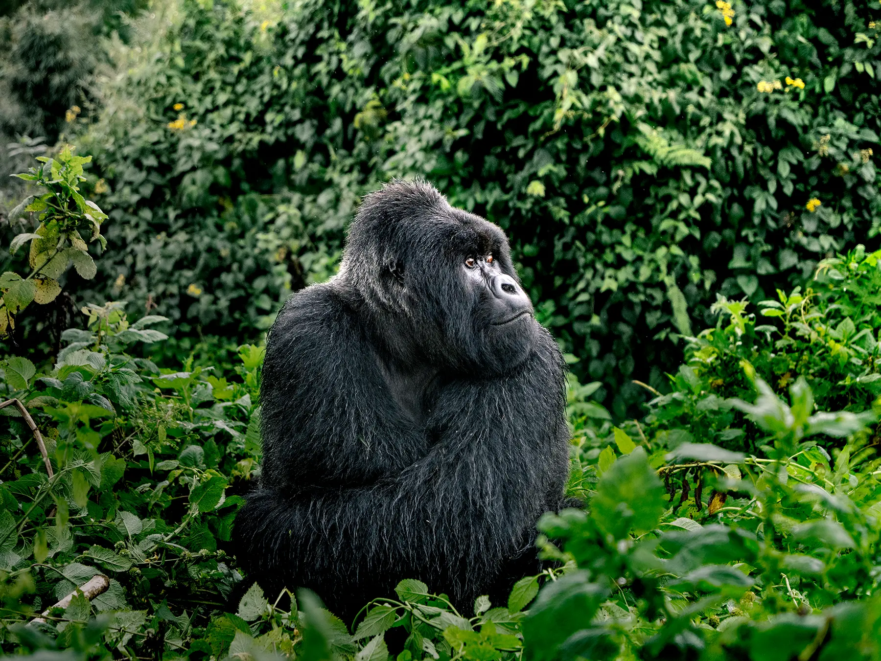 Classic Rwanda itinerary ending with gorilla trekking