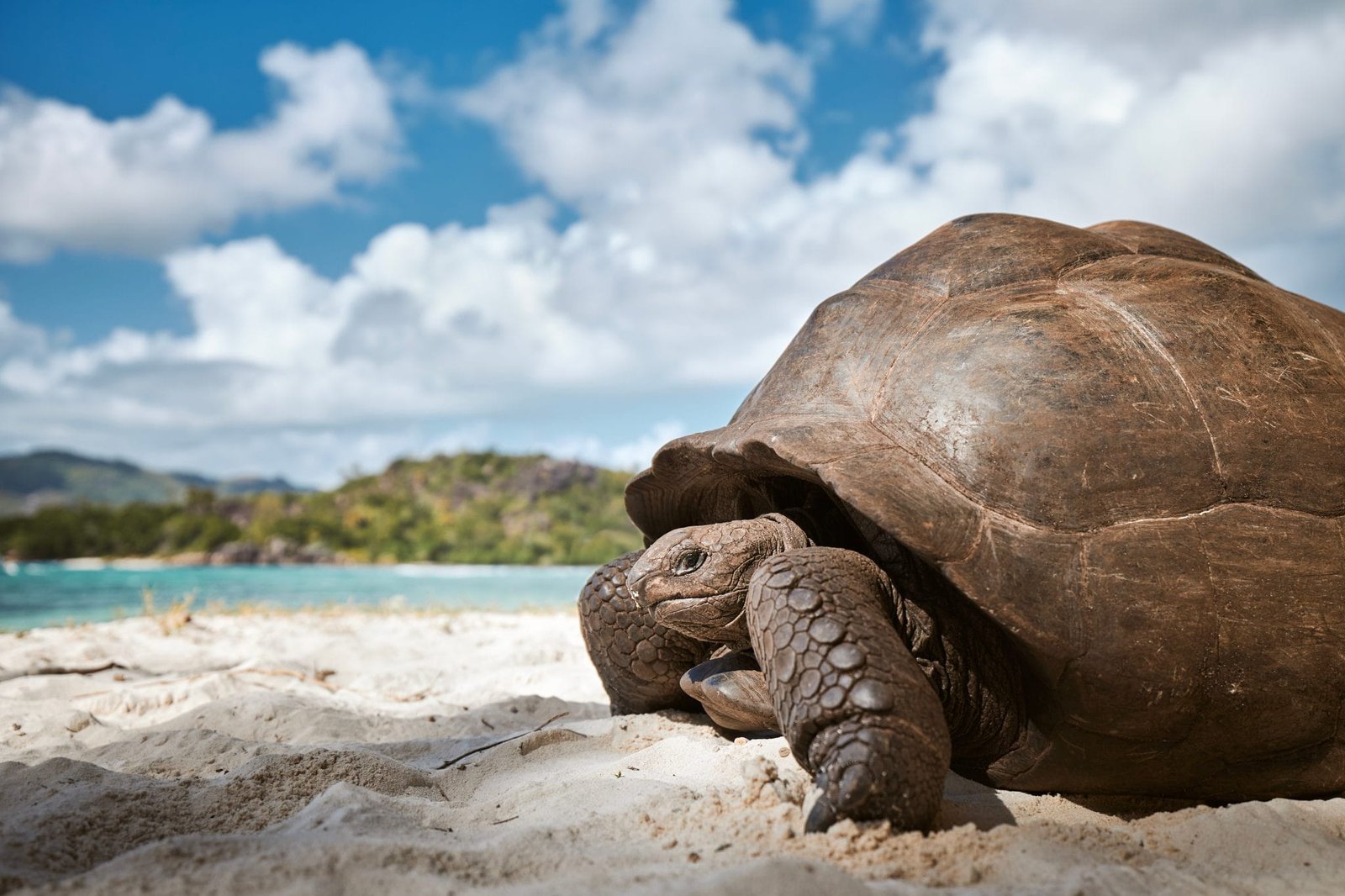 Giant tortoise roaming Curieuse Island, Seychelles