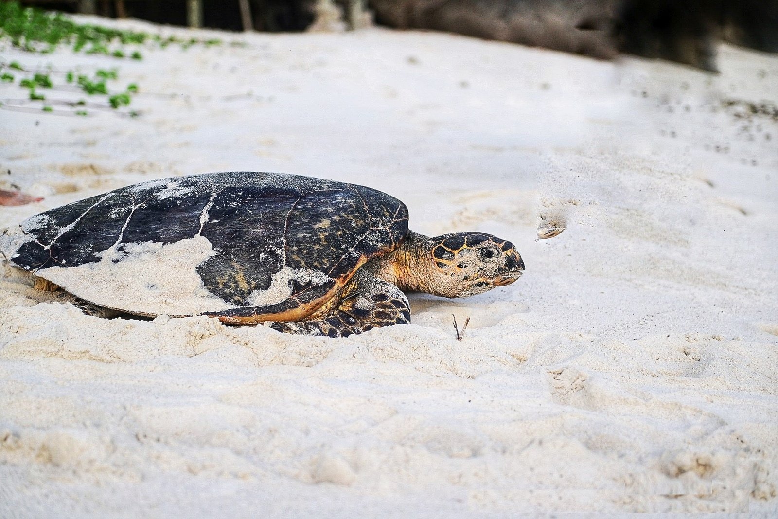 Hawksbill turtle nesting on a Seychelles beach