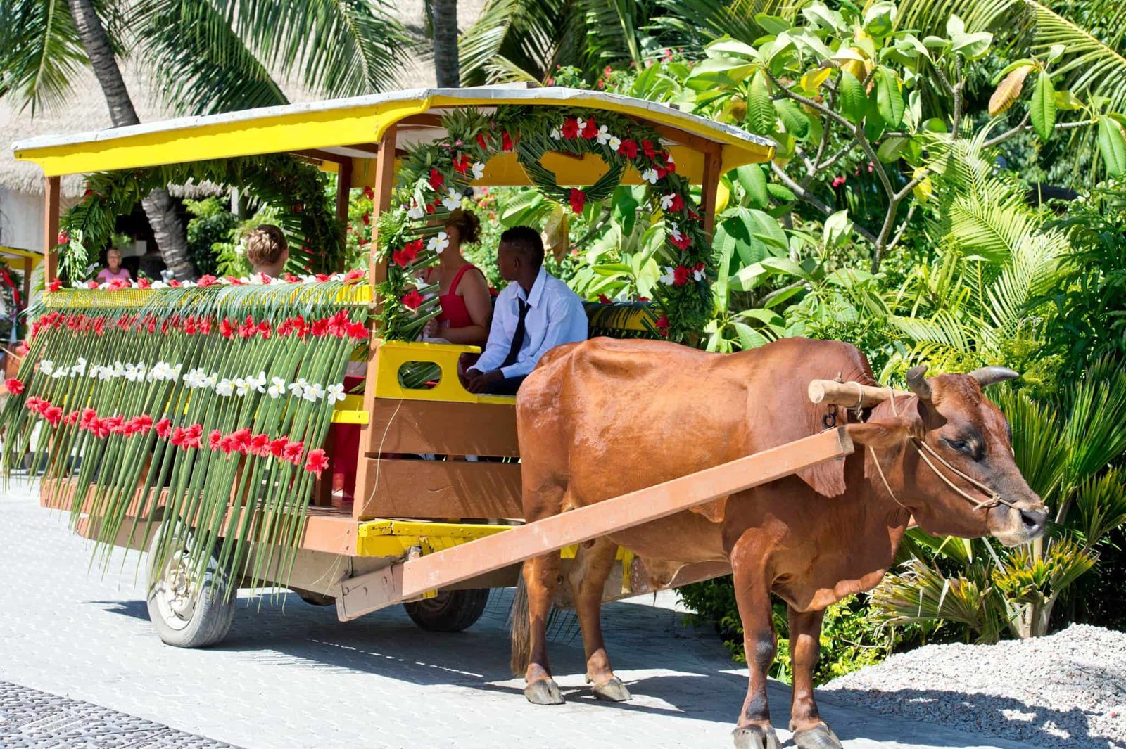 Ox cart on a quiet road on La Digue, Seychelles