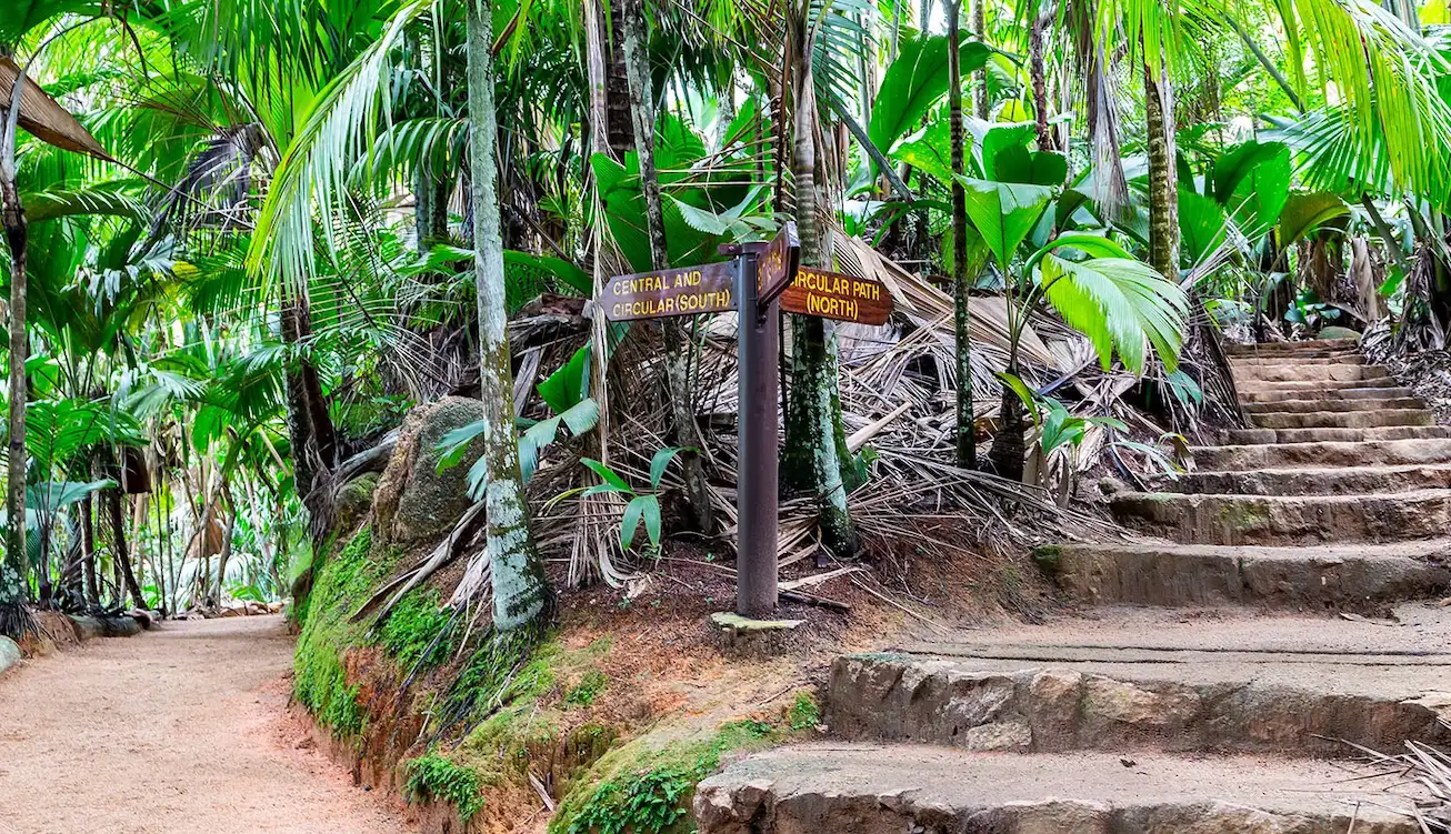 Vallée de Mai palm forest on Praslin, Seychelles