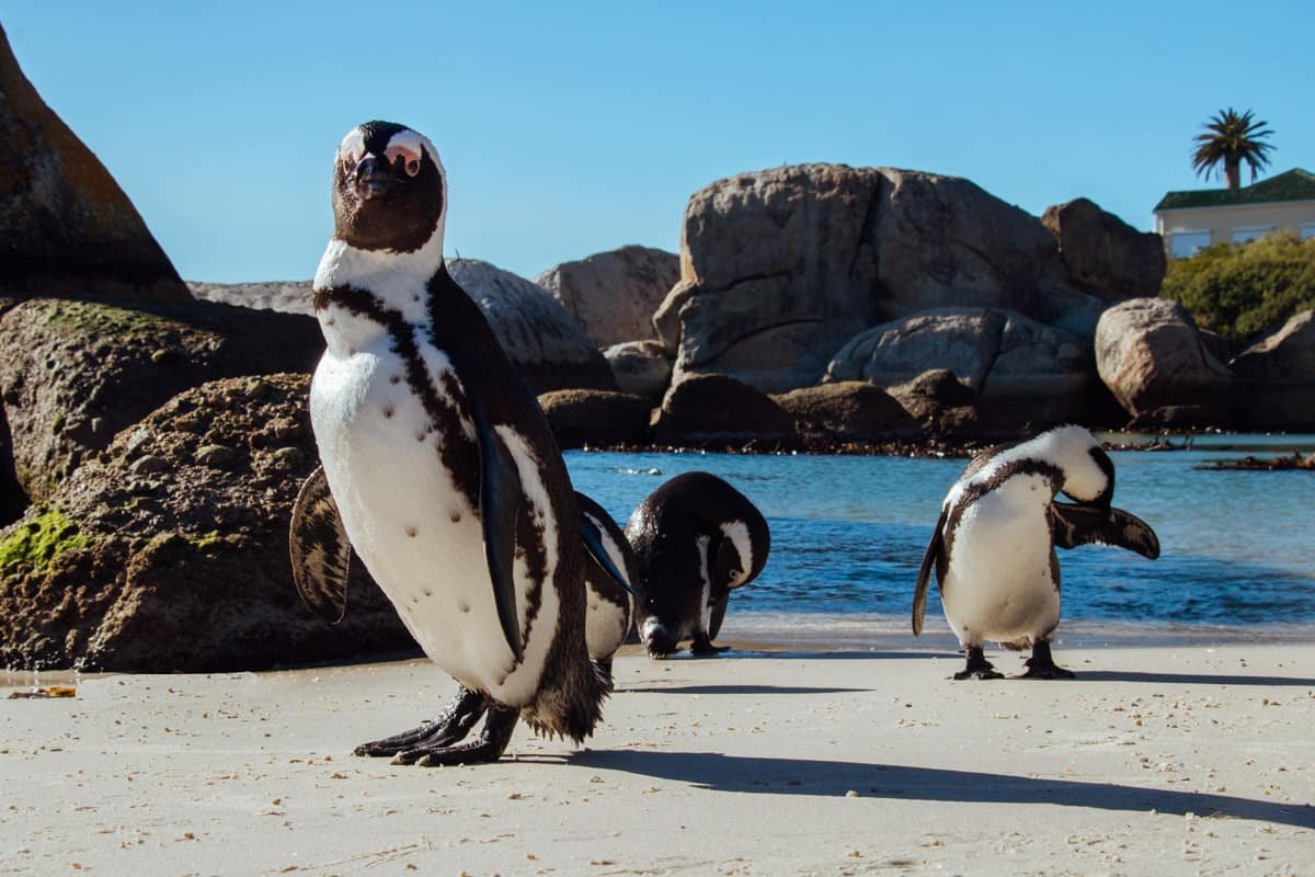 African penguins at Boulders Beach