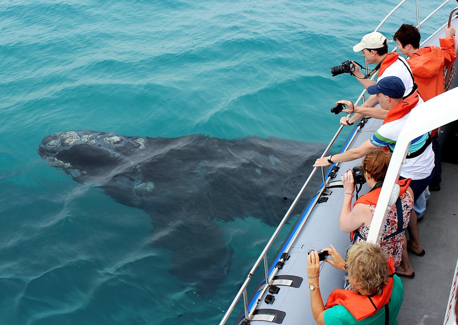 Whale watching at Hermanus