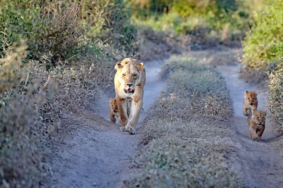 Sabi Sands lion sighting