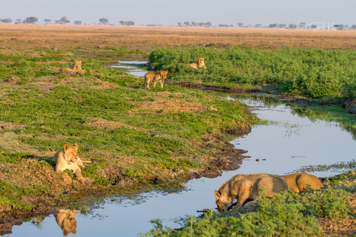 Busanga Plains in Kafue National Park