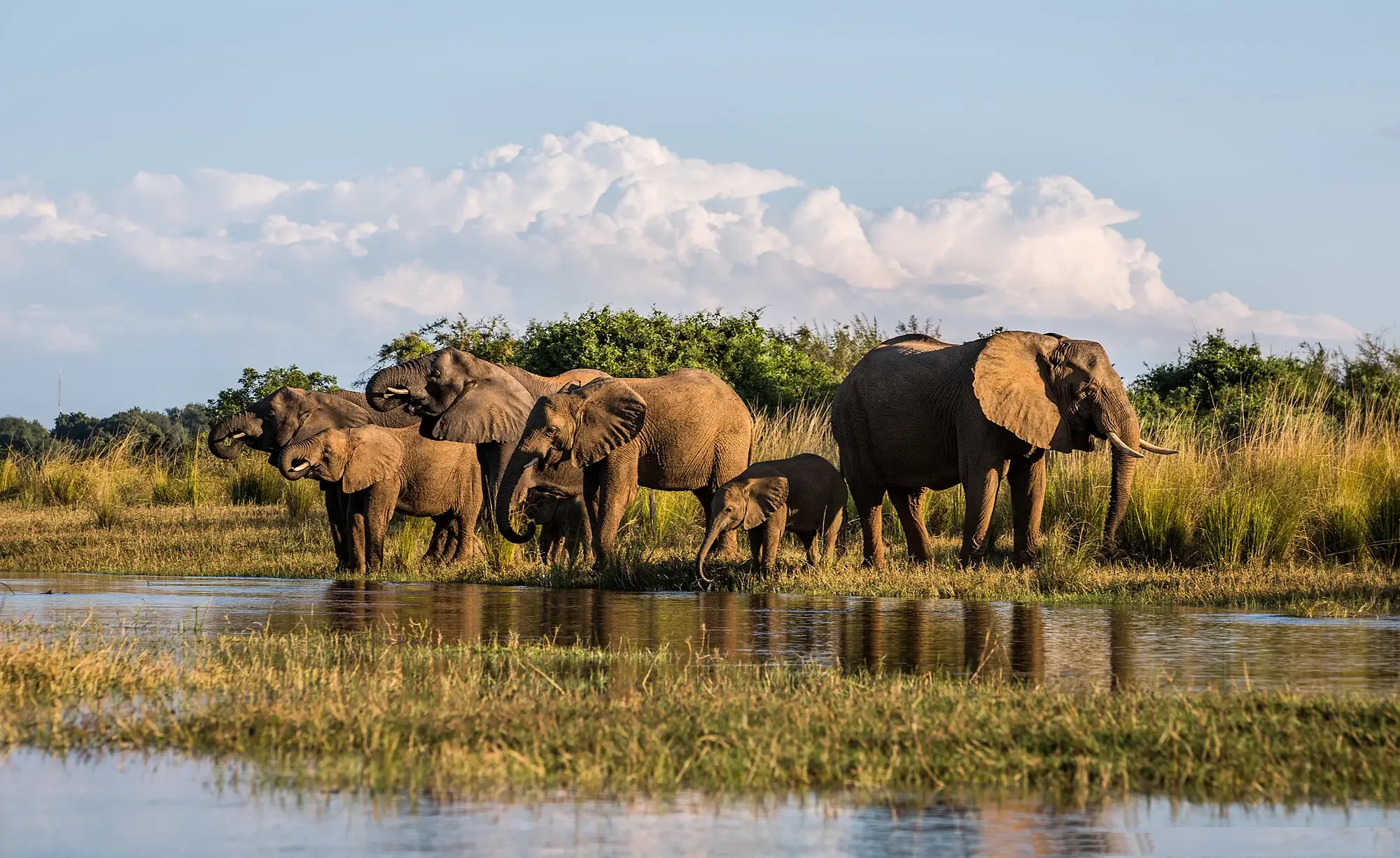 Canoe safari past elephants on the Lower Zambezi