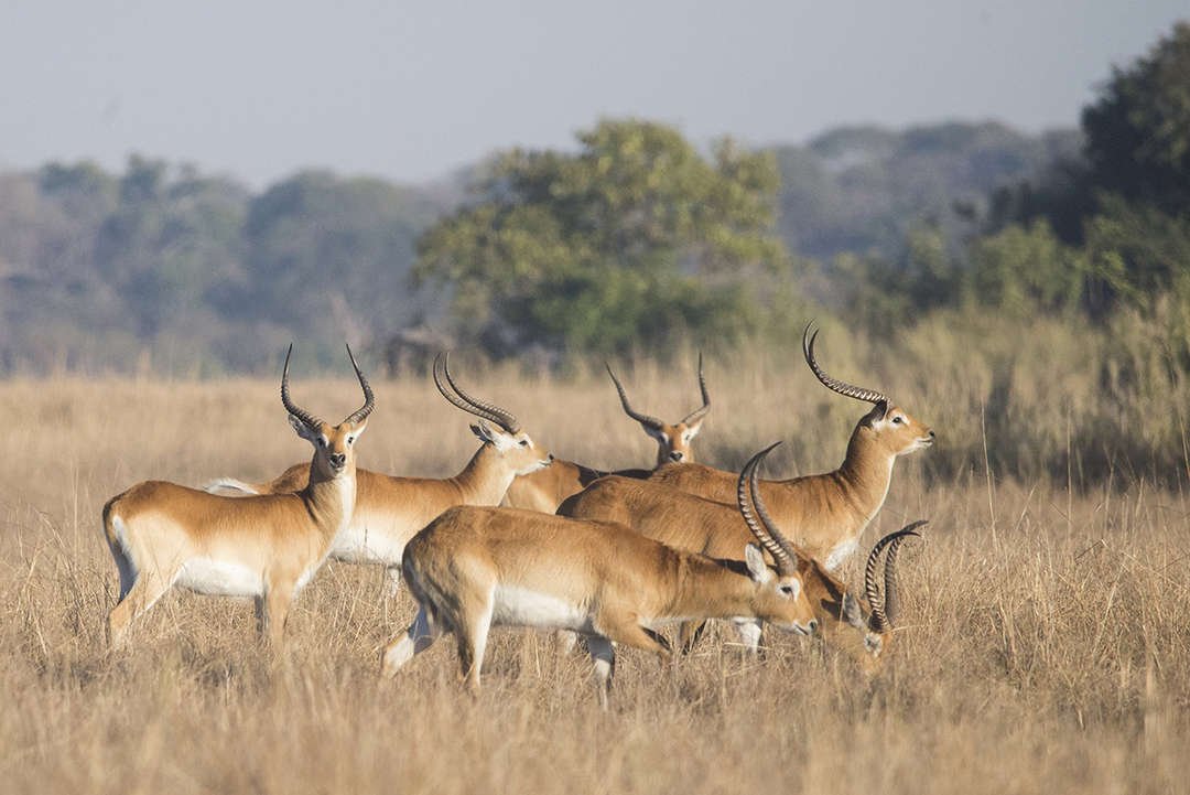 Red lechwe herd on the Busanga Plains