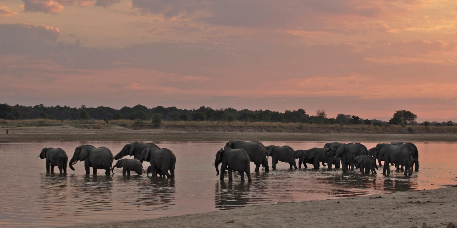 Guide tracking prints in South Luangwa