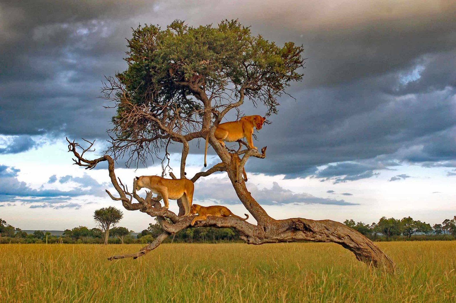 Tree-climbing lions in Kafue National Park