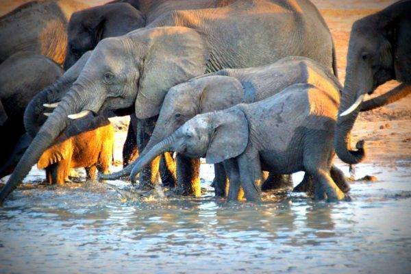 Elephant herd at a Hwange waterhole
