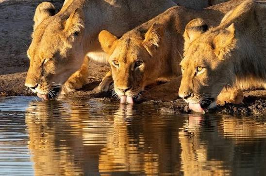 Lion pride in Hwange National Park