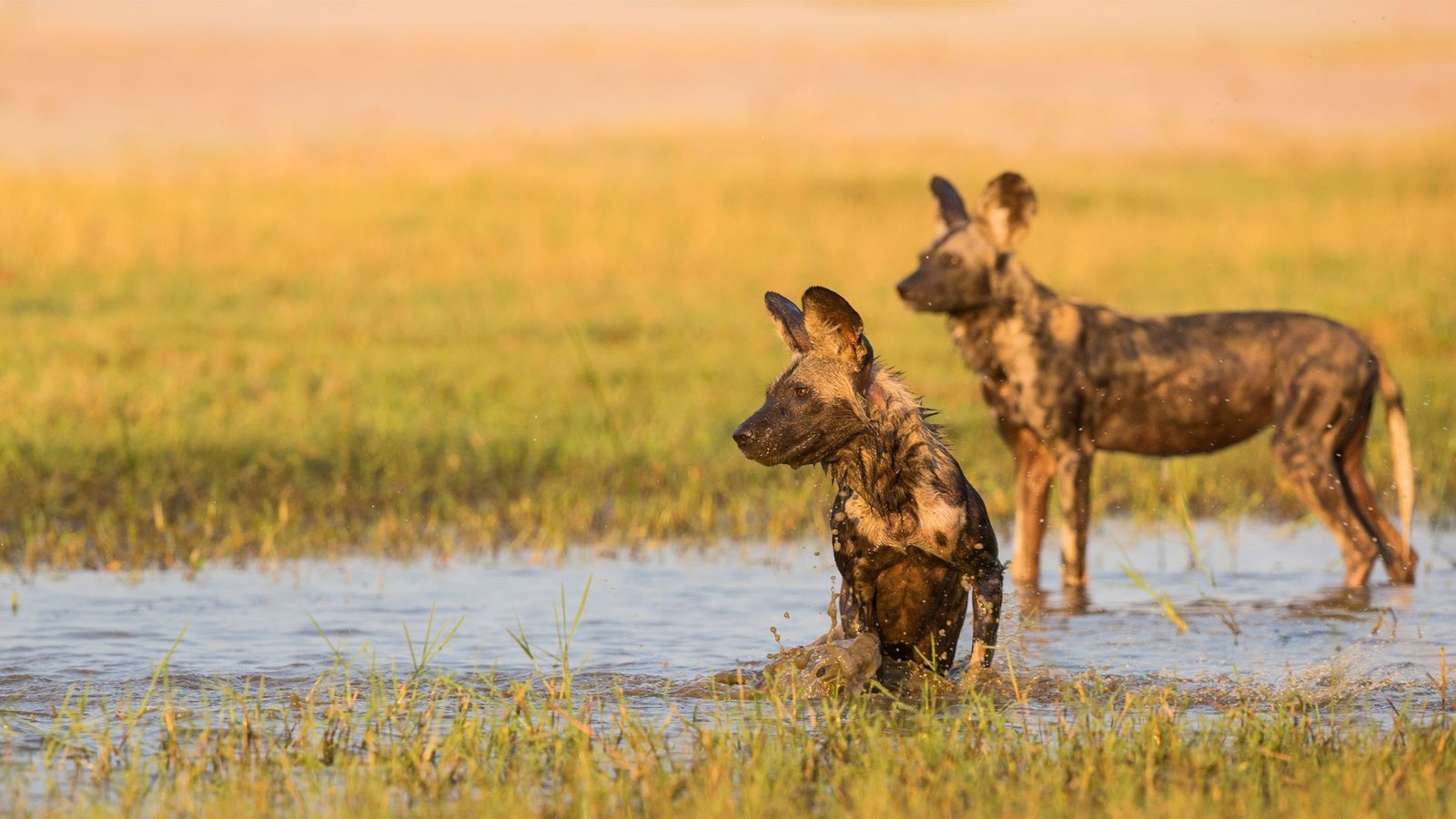 Wild dogs in Hwange teak forest