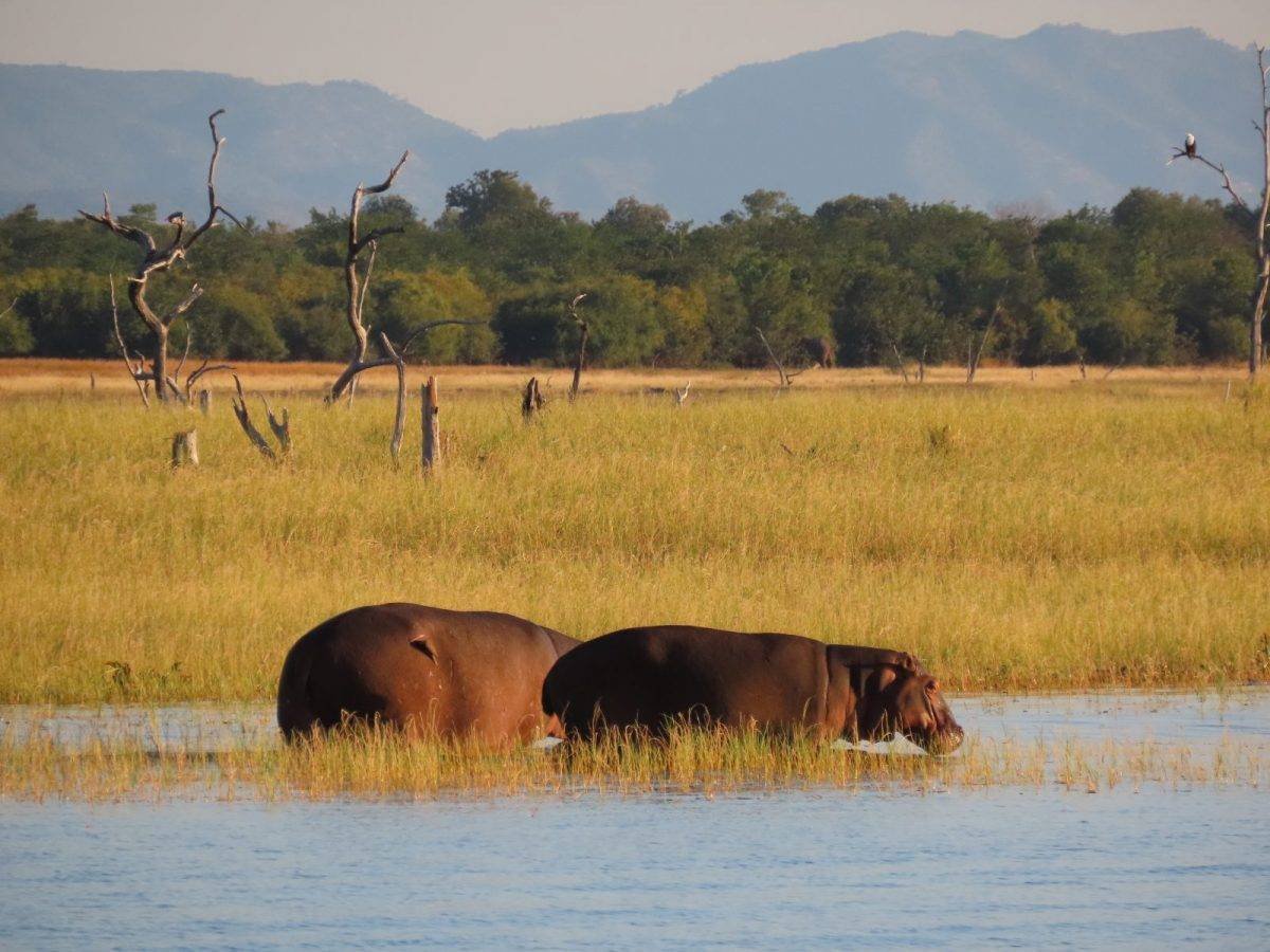 Matusadona National Park shoreline