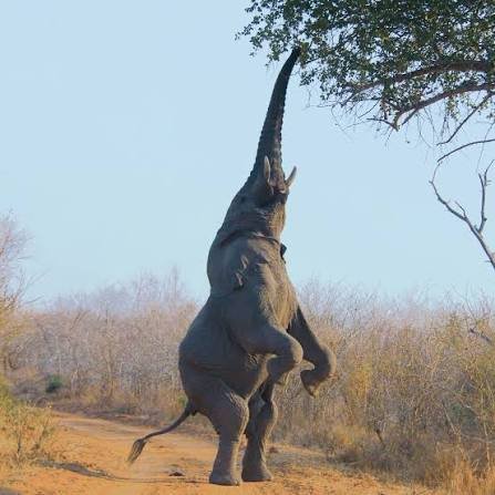 Standing elephant reaching for albida seed pods