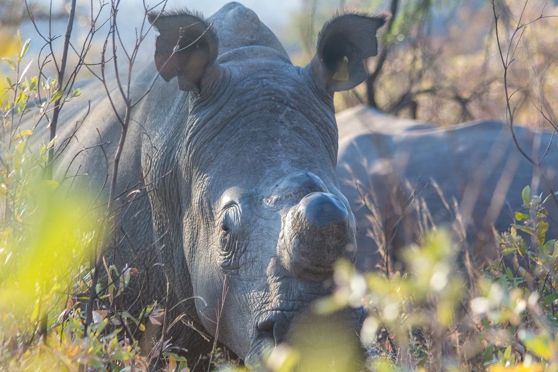 Tracking rhino on foot in Matobo Hills