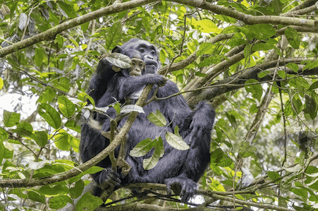 Dense primate forest in Uganda