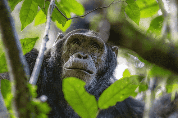 Primate life in Uganda's forests