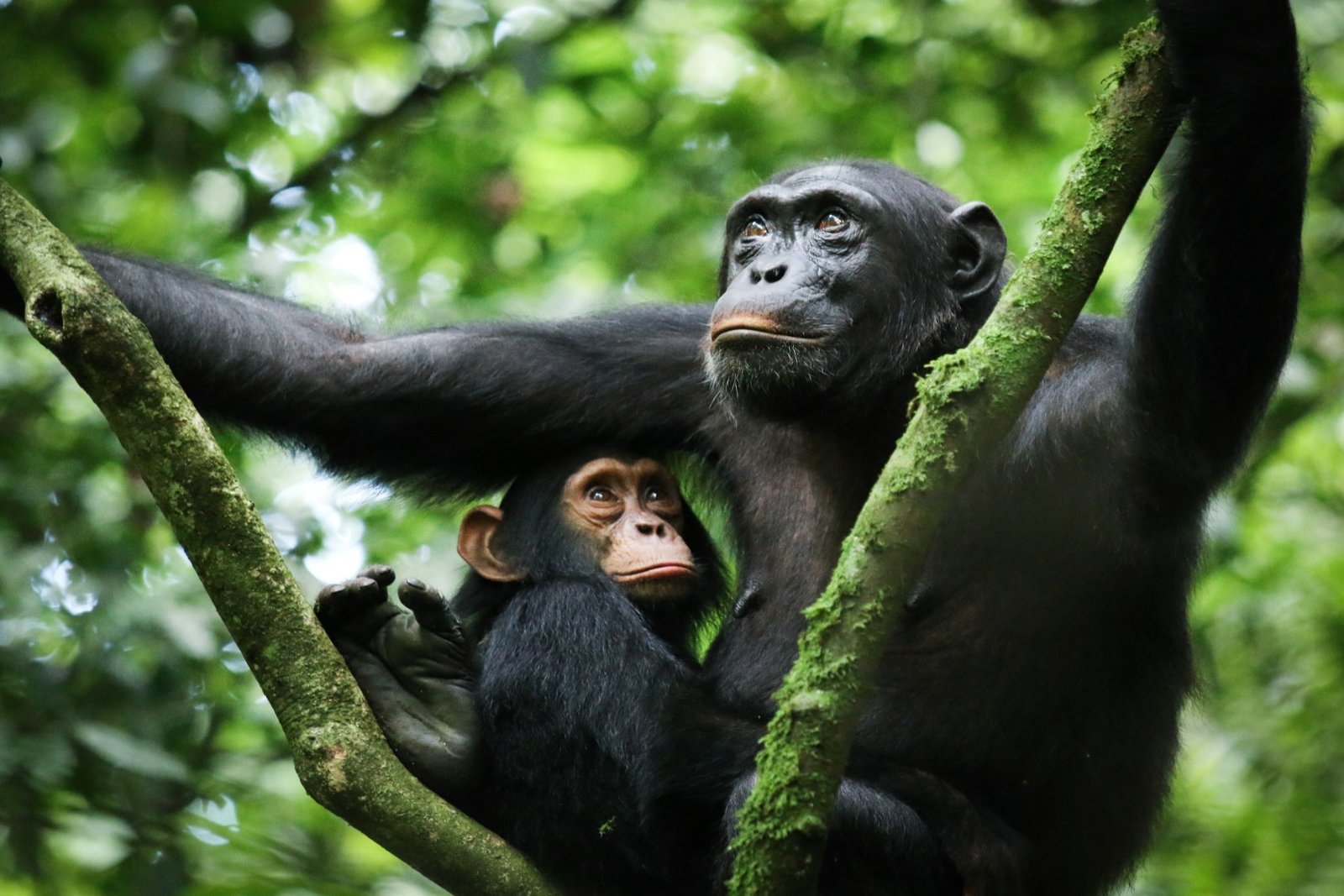 Kibale Chimpanzees Trekking, Uganda